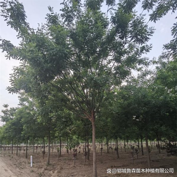 实盘杠杆配资 黑龙江地区24公分国槐价格详情大揭秘